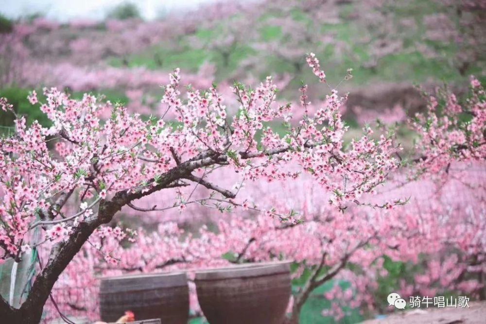 传说中的兴化"桃林花海"竟是这幅模样!