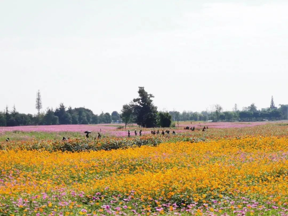 成都又挖出几个超美花海!夏日浪漫到爆!