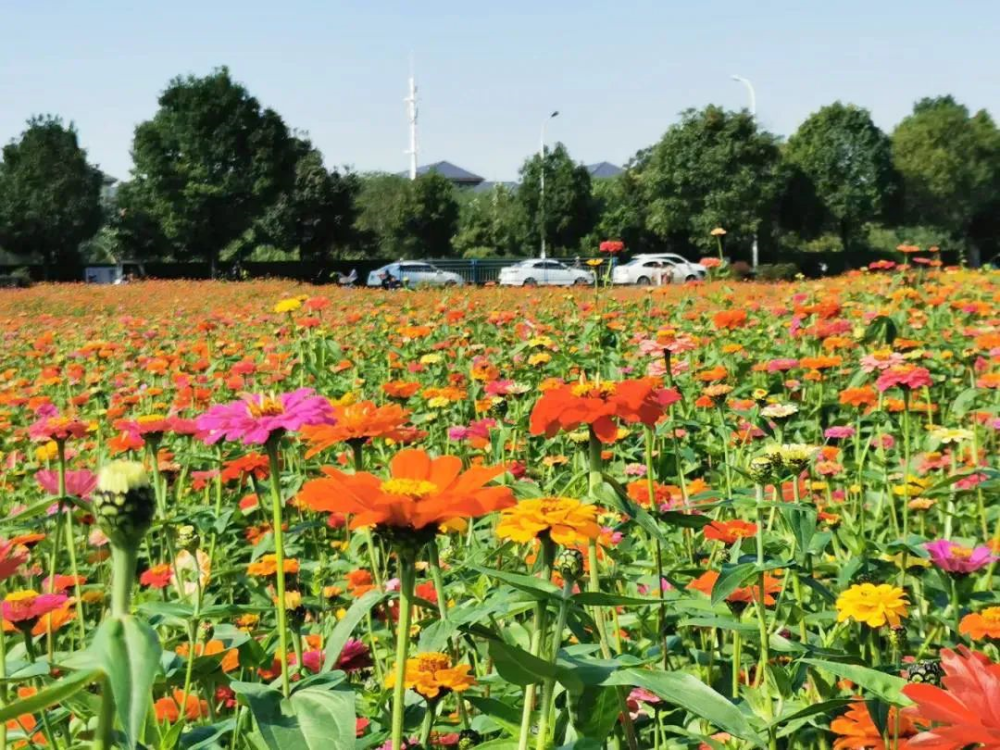 冷門無門票成都又挖出幾個超美花海夏日浪漫到爆