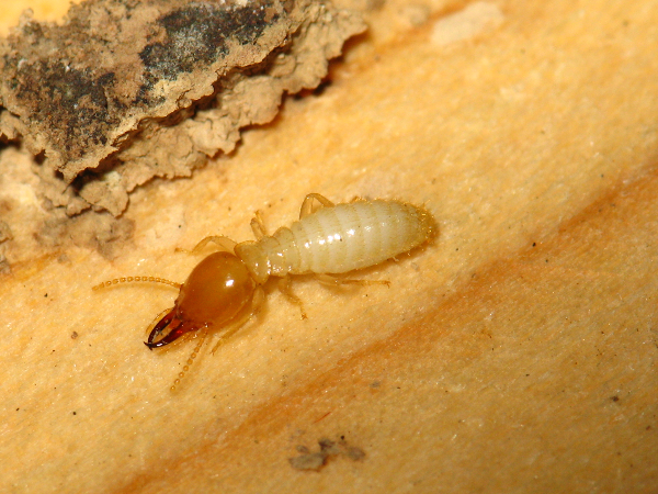 白蚁遭遇战这套防蚁攻略请收好