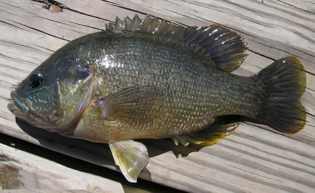 了一次,而这次还在这个小区自建的人工湖中钓获了黑鲈这种外来鱼种,总