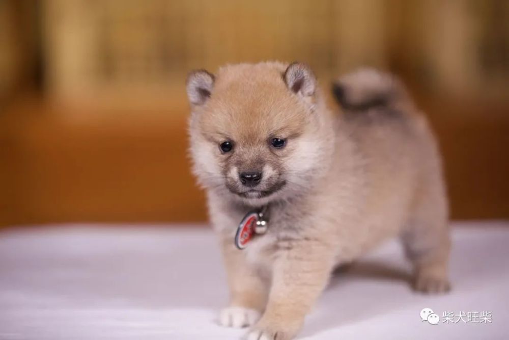 在售柴犬:精品柴犬幼犬賞析,超超可愛的崽子,胖胖乎乎