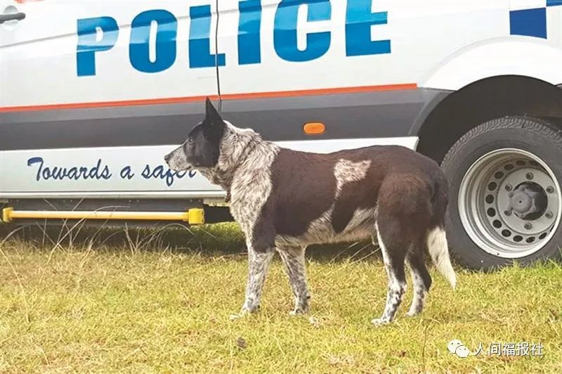 3岁女童迷路忠犬护15小时待援 腾讯新闻