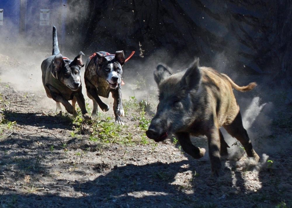 毁坏庄稼咬死村民中国野猪局部泛滥100万头野猪难逢敌手