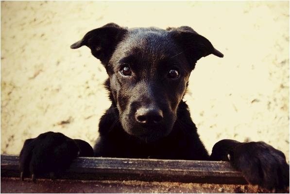 属狗人的后半辈子:尤其是70年50岁的,你认命吗?