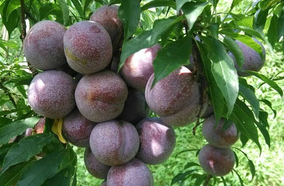 韶关翁源32万亩三华李丰收预计产量将达35万吨