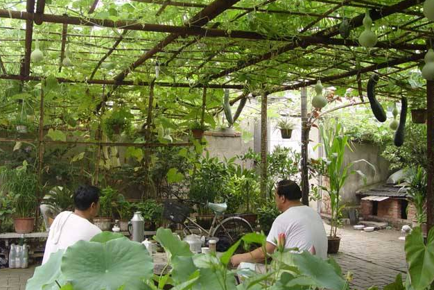 若有一个院子,就种这4种果蔬,乘凉消暑,可随时吃随时采摘_腾讯新闻