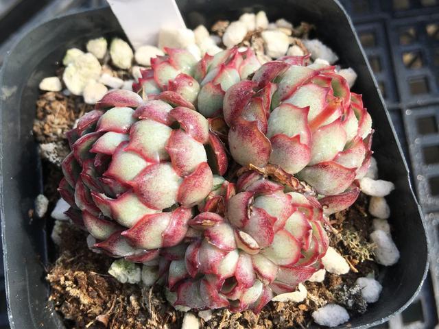 看梦幻玫瑰的外表,应该是小红衣的杂交品种,出状态的时候不仅红边非常