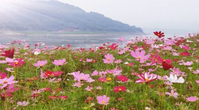 女游vlog 巴南木洞河街格桑花开 成片摇曳仙气满满 腾讯新闻