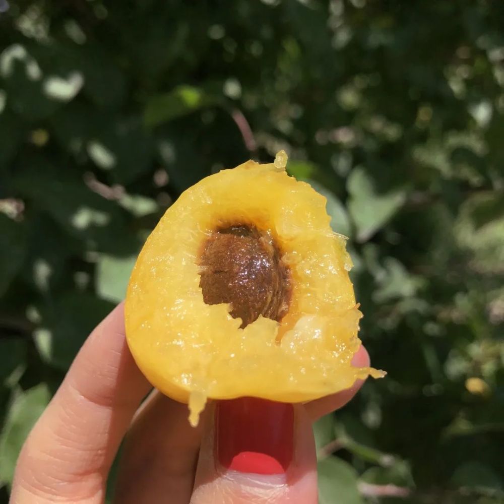 刷爆朋友圈的超甜新疆小白杏来了26甜纯甜不上火