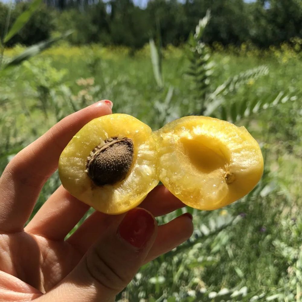 刷爆朋友圈的超甜新疆小白杏来了26甜纯甜不上火