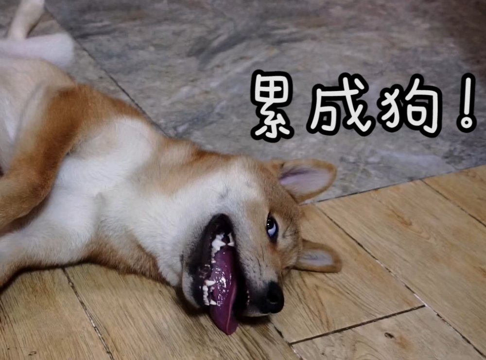 清华毕业生求职信息流出,"躺平"的年轻人,竞争当"保姆"都难