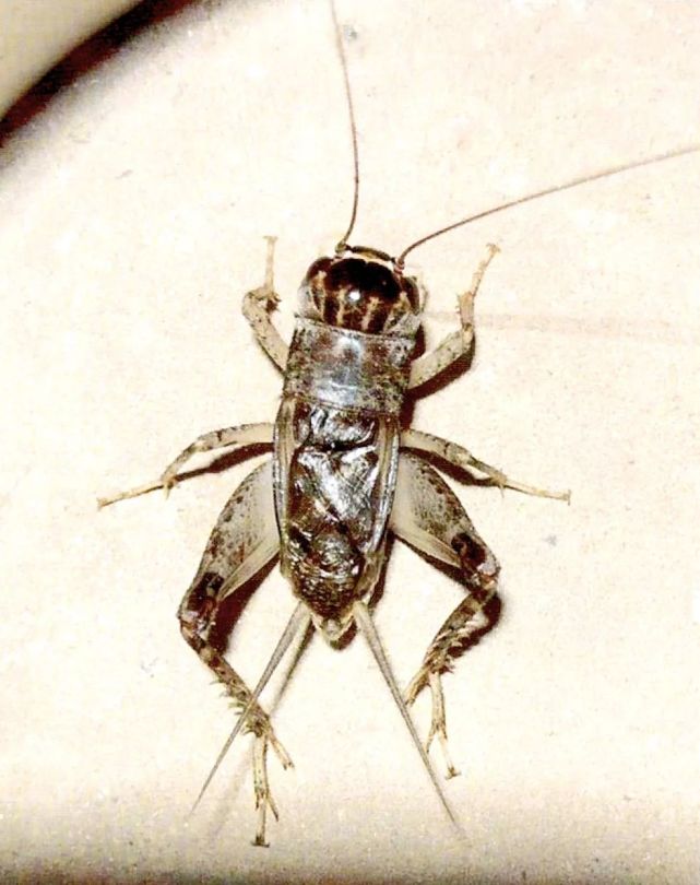 蟋蟀鉴赏8上峰淡青红牙