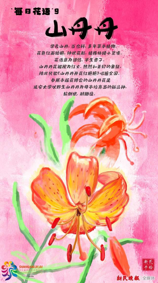 手绘花博会每日花语山丹丹
