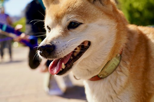 到了夏季应该预防柴犬的哪些传染病呢 腾讯新闻