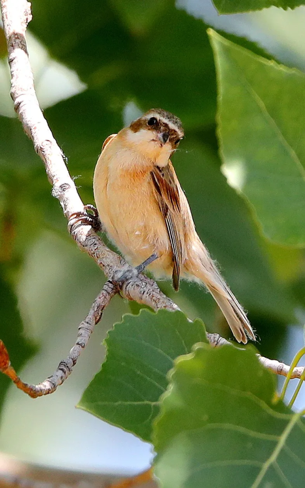 鸟类的建筑大师中华攀雀
