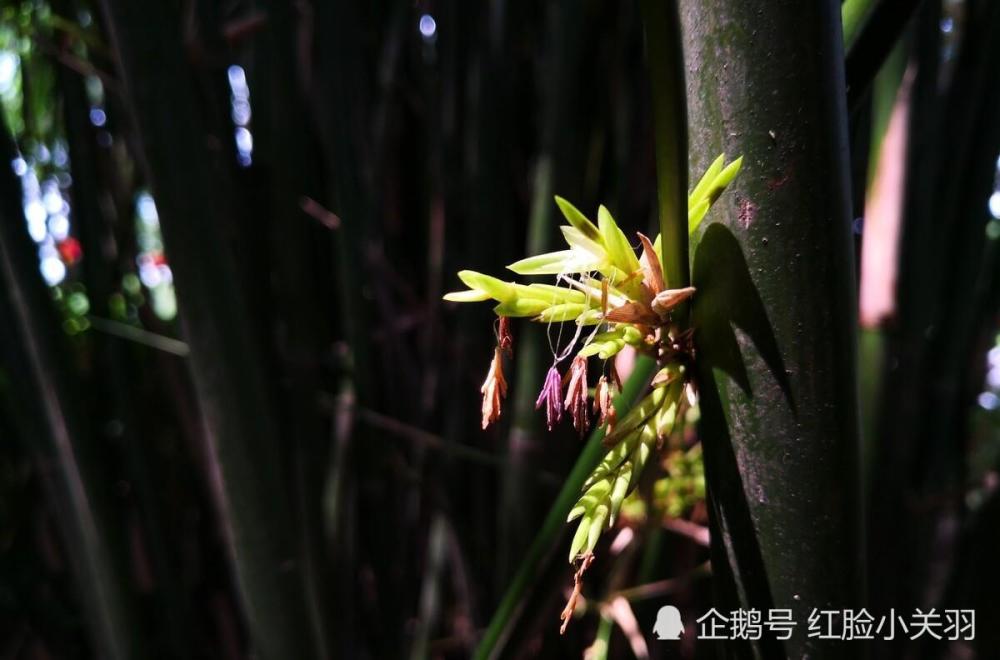 竹米(竹实)——既普通又稀罕的"谷物"