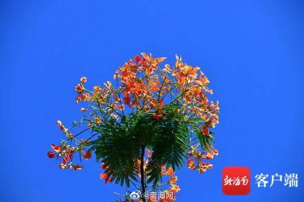 凤凰花遇上海口蓝