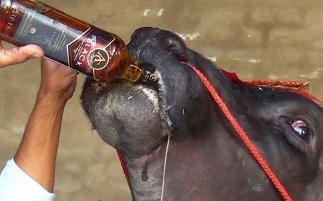 "最尊贵"的牛,睡前还要喝威士忌!身价可达到2.4亿_腾讯新闻