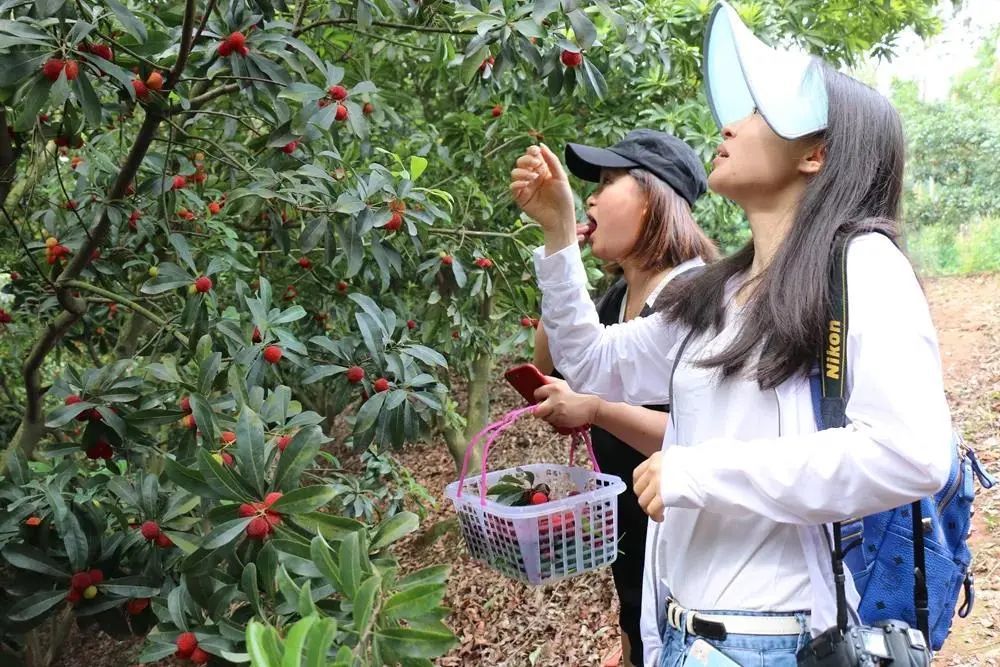 快約上小夥伴,去樂山這些地方摘楊梅吧!_騰訊新聞