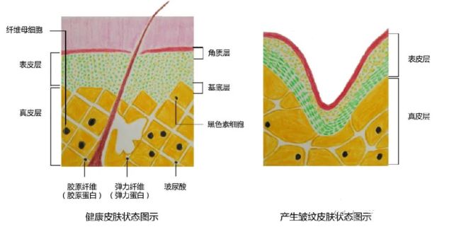 它是維持皮膚健康狀態的的頭號大將,因此,護膚抗衰,還要從真皮層下