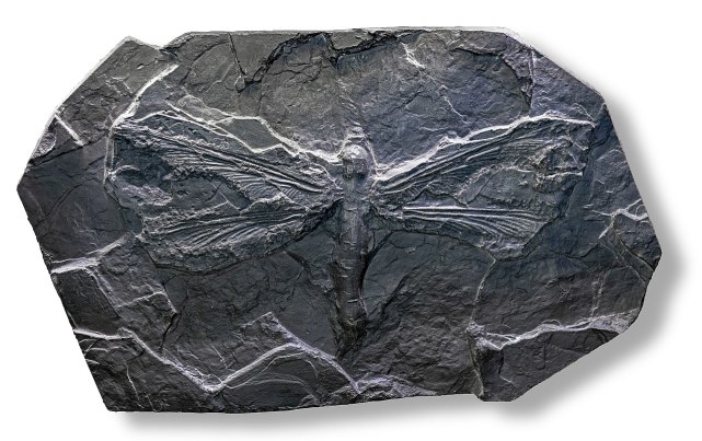 巨蜻蜓化石图片