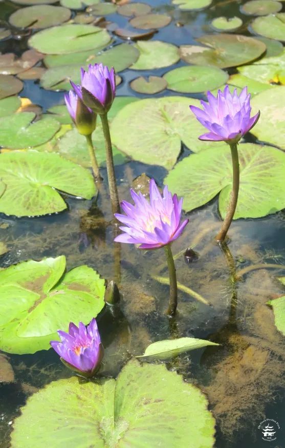 睡莲怎样种植(睡莲怎样种植好)