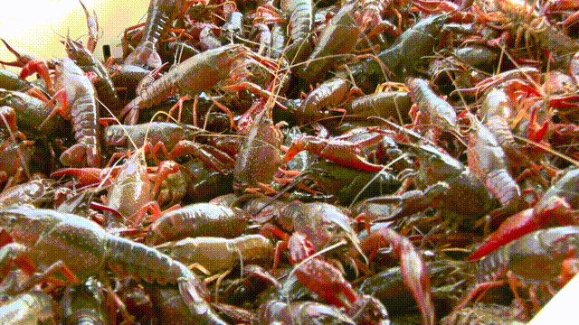 颍上县润河镇:稻虾共作引导特色富民产业发展|润河镇|颍上县|小龙虾