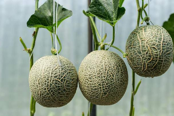 夏天来了,各种各样的瓜,又在大量上市了.