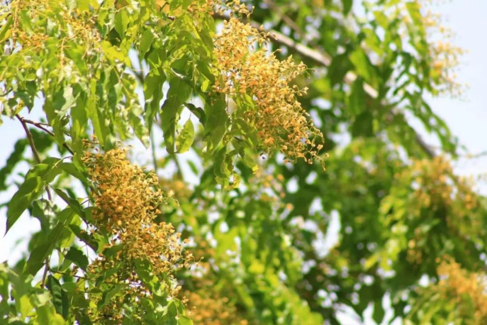 遍地金黄三亚紫檀花开太美美美美美了吧