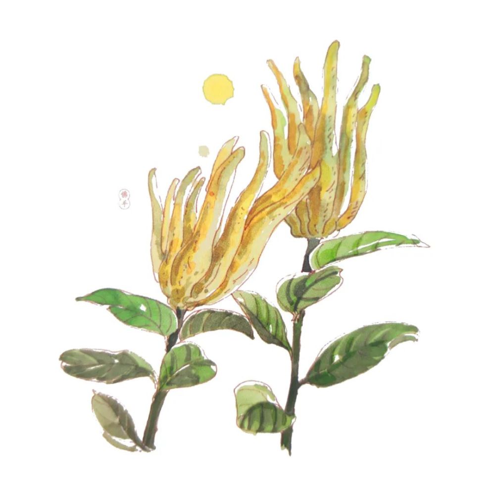 每日一药佛手柑