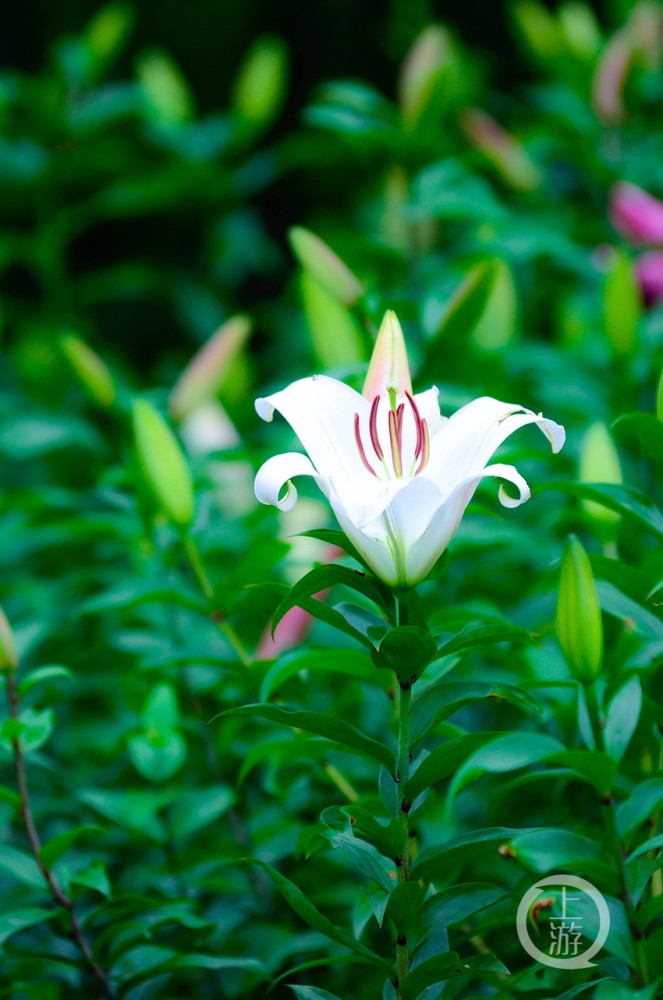 芳香四溢 长寿湖公园百合花开