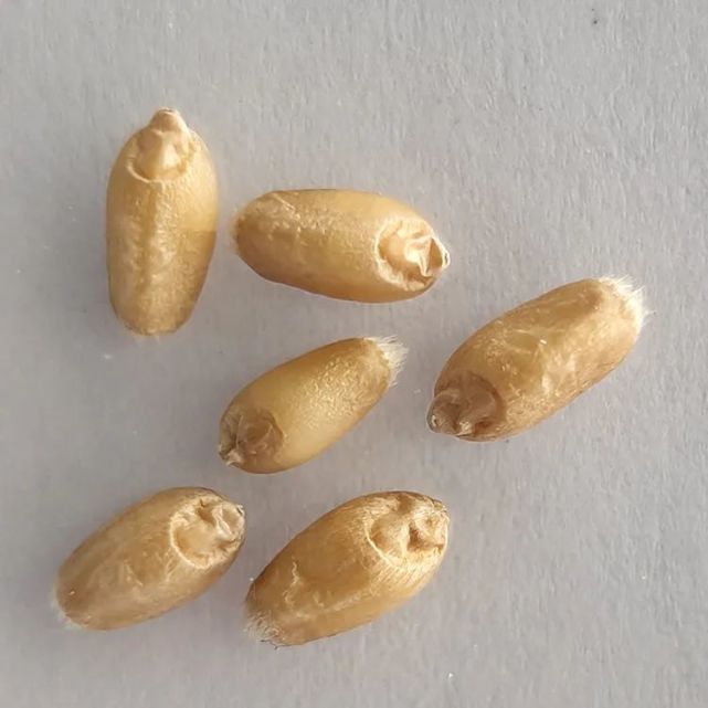 萌动小麦干籽粒露白小麦湿籽粒露白小麦干籽粒发芽小麦湿籽粒发芽小麦