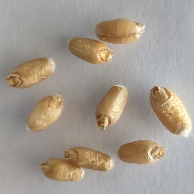 小麦质量检验——小麦不完善粒(二)