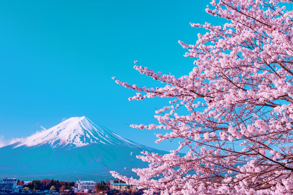 雪灑富士山看櫻花開滿山頭象徵愛情純美的樣子