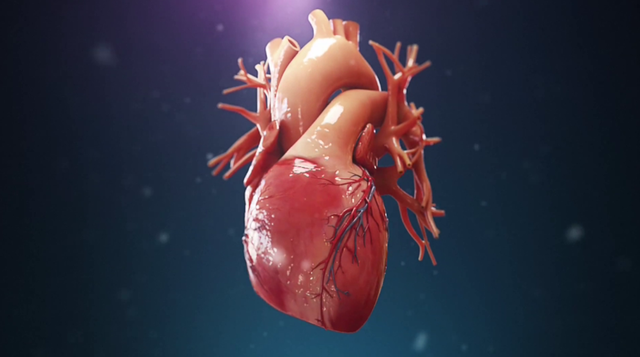 心脏是人体最复杂的器官之一.