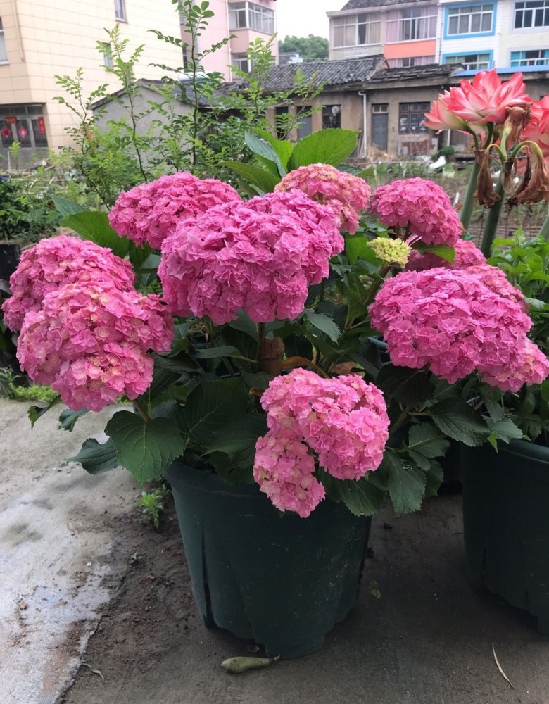 夏天养花养棵绣球银河吧天热也不怕皮实好打理花大色艳三季有花看