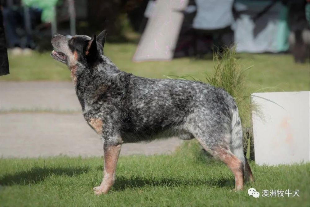 澳洲牧牛犬俄羅斯超級種公faleserhoglandezhigrandcrosko