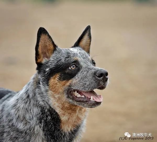 澳洲牧牛犬俄罗斯超级种公faleserhoglandezhigrandcrosko