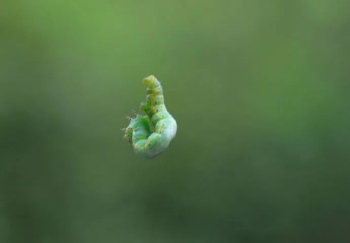 吊死鬼植物图片图片