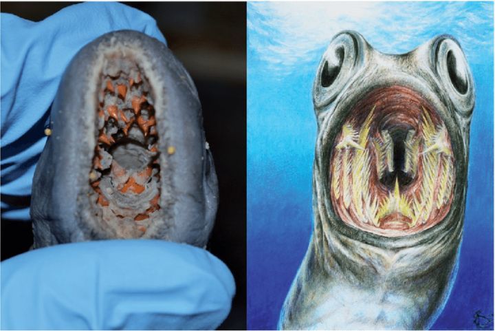 这种小鱼的牙齿标记着亿万年的地球历史