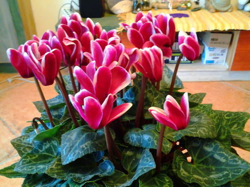 6月养花有讲究 4种花再喜欢也别买 难度夏白费力浪费钱 腾讯新闻