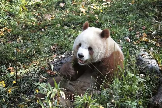 佛坪自然保护区|周至县|北极熊|棕熊|大熊猫|秦岭