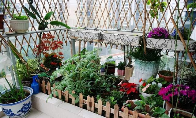阳台上养花需要这样装扮起来邻居们看见了都羡慕