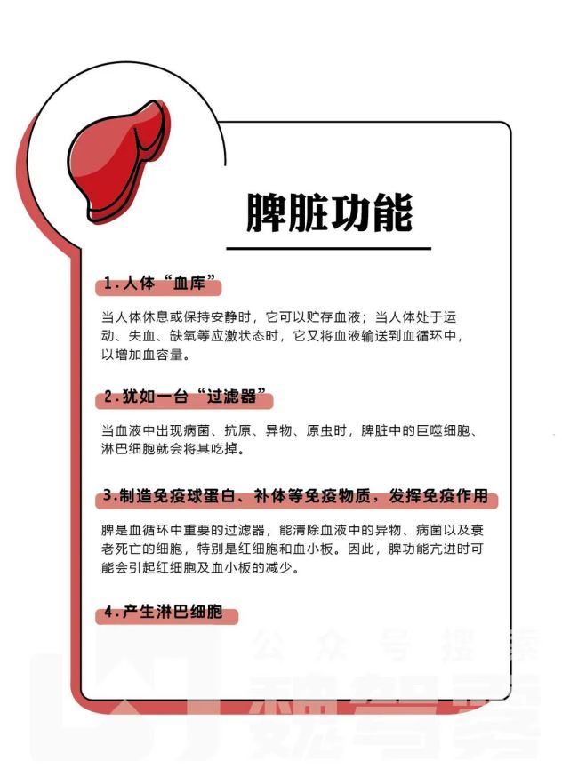健康科普人体五脏六腑脾脏篇