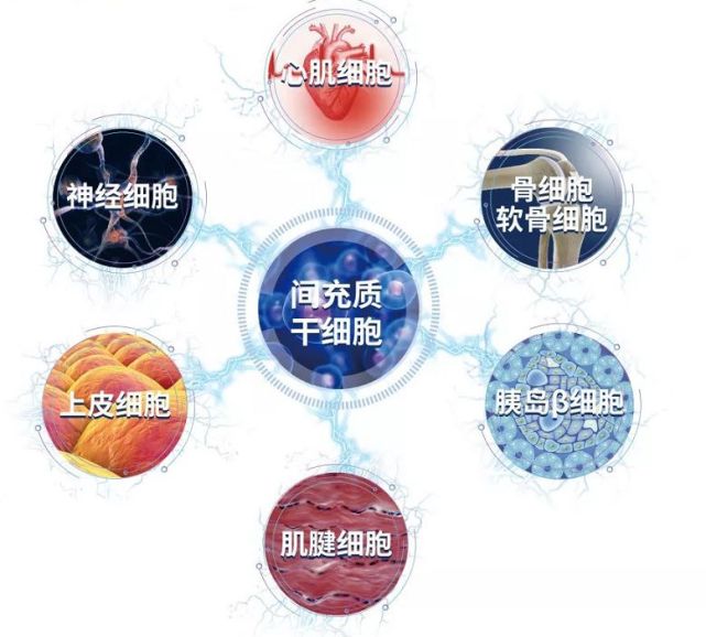 干细胞因子是美容(干细胞因子是美容产品吗)