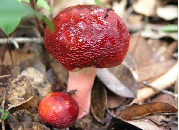 酷似小红伞的红菇曾认为有毒遭踩踏现在1斤卖千元
