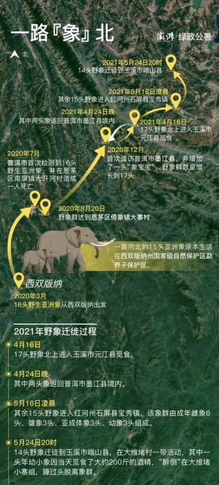 15头野象北迁800里,该如何"劝返"?