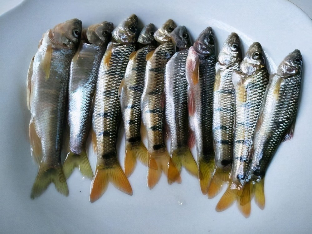 这地方景色优美还有条瀑布,2小时钓了10条鱼,感觉赚大了