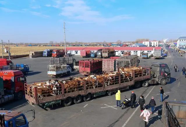 【上级媒体看开鲁】牛年话牛"市"——通辽市肉牛产业发展系列报道一